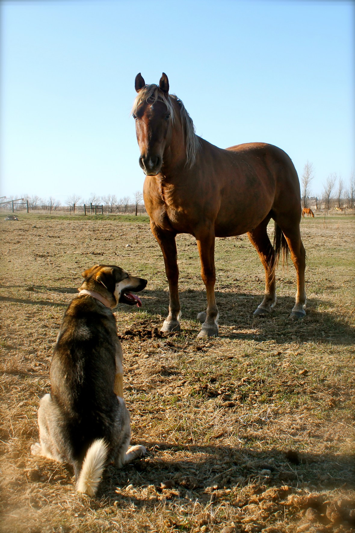 Lucy the Terrible keeping a close eye on Chico.